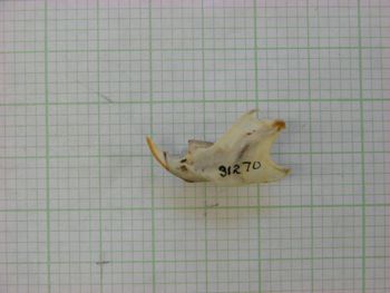 Media type: image;   Mammalogy 31270